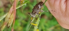 Mesosa nebulosa