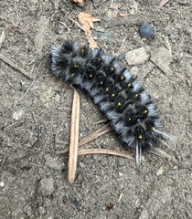 Lophocampa roseata