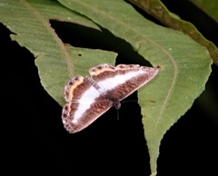Nymphidium lisimon