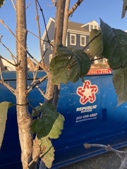 Crataegus phaenopyrum