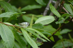 Pieris davidis