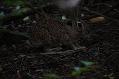 Sylvilagus floridanus nigronuchalis