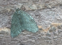 Epirrita dilutata
