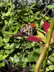 Lepidoptera