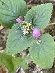 Stachys tenerrima