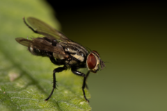Sarcophagidae