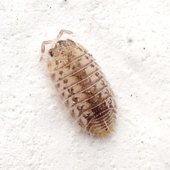 Agabiformius lentus
