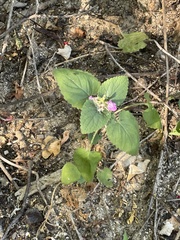 Stachys tenerrima