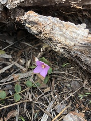 Rhexia nuttallii
