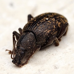 Otiorhynchus sulcatus