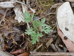 Capnoides sempervirens