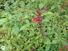 Salvia fulgens