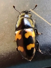Glischrochilus fasciatus