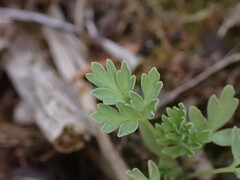 Capnoides sempervirens