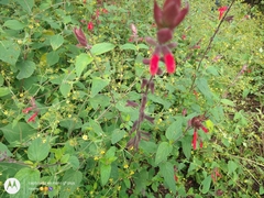 Salvia fulgens