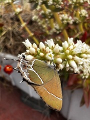 Callophrys xami