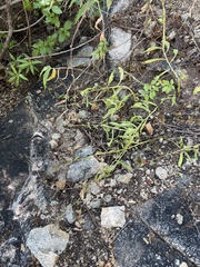Talinum sonorae