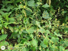 Salvia fulgens