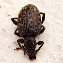 Otiorhynchus sulcatus