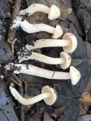 Hebeloma ischnostylum