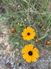 Coreopsis leavenworthii