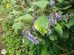 Salvia fulgens