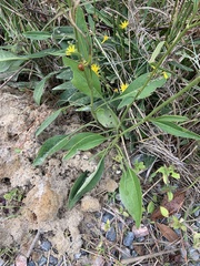 Coreopsis leavenworthii