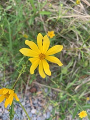 Bidens mitis
