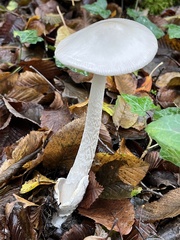 Amanita vaginata