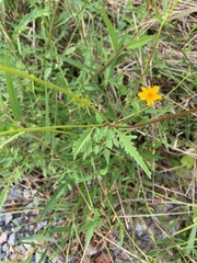 Bidens mitis