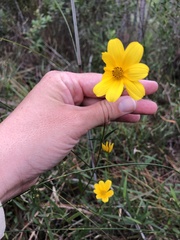 Bidens mitis