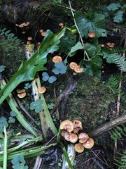 Kuehneromyces lignicola