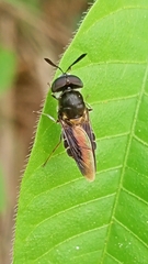 Hoplitimyia