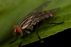 Sarcophagidae