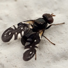 Oxyaciura tibialis