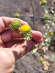 Grindelia nuda