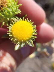 Grindelia nuda