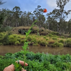 Papaver dubium
