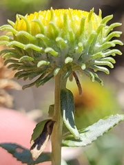 Grindelia nuda