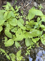 Erythranthe lagunensis