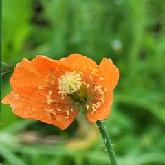 Papaver dubium