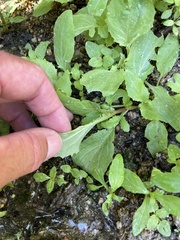 Erythranthe lagunensis