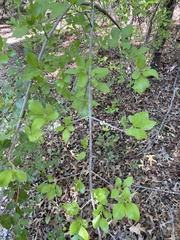 Forestiera pubescens