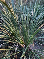 Zizaniopsis miliacea