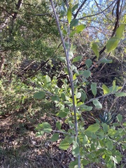 Forestiera pubescens