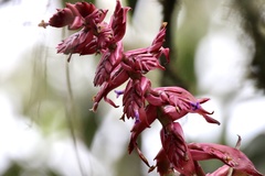 Tillandsia latifolia