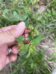 Euphorbia nutans