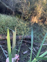 Zizaniopsis miliacea