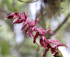 Tillandsia latifolia