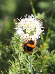 Bombus terrestris lusitanicus